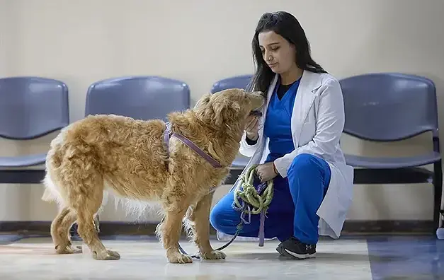 Hospital Veterinario y Centro de Rehabilitación de Fauna Silvestre